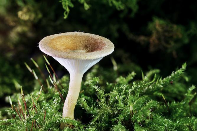 Pilz in Wald