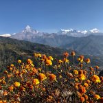 Orangene Blumen vor einer Bergkulisse. Blauer Himmel