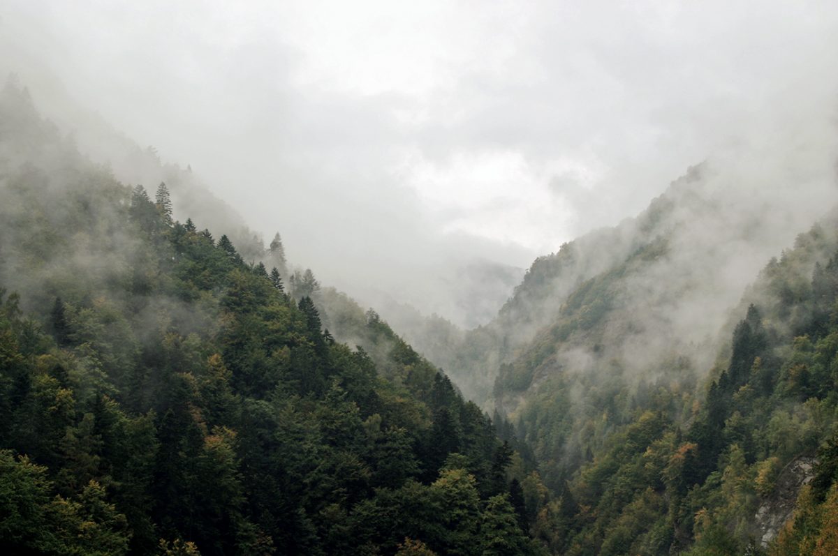 Nebelverhangener Wald 