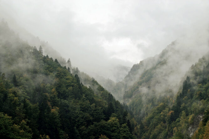 Nebelverhangener Wald