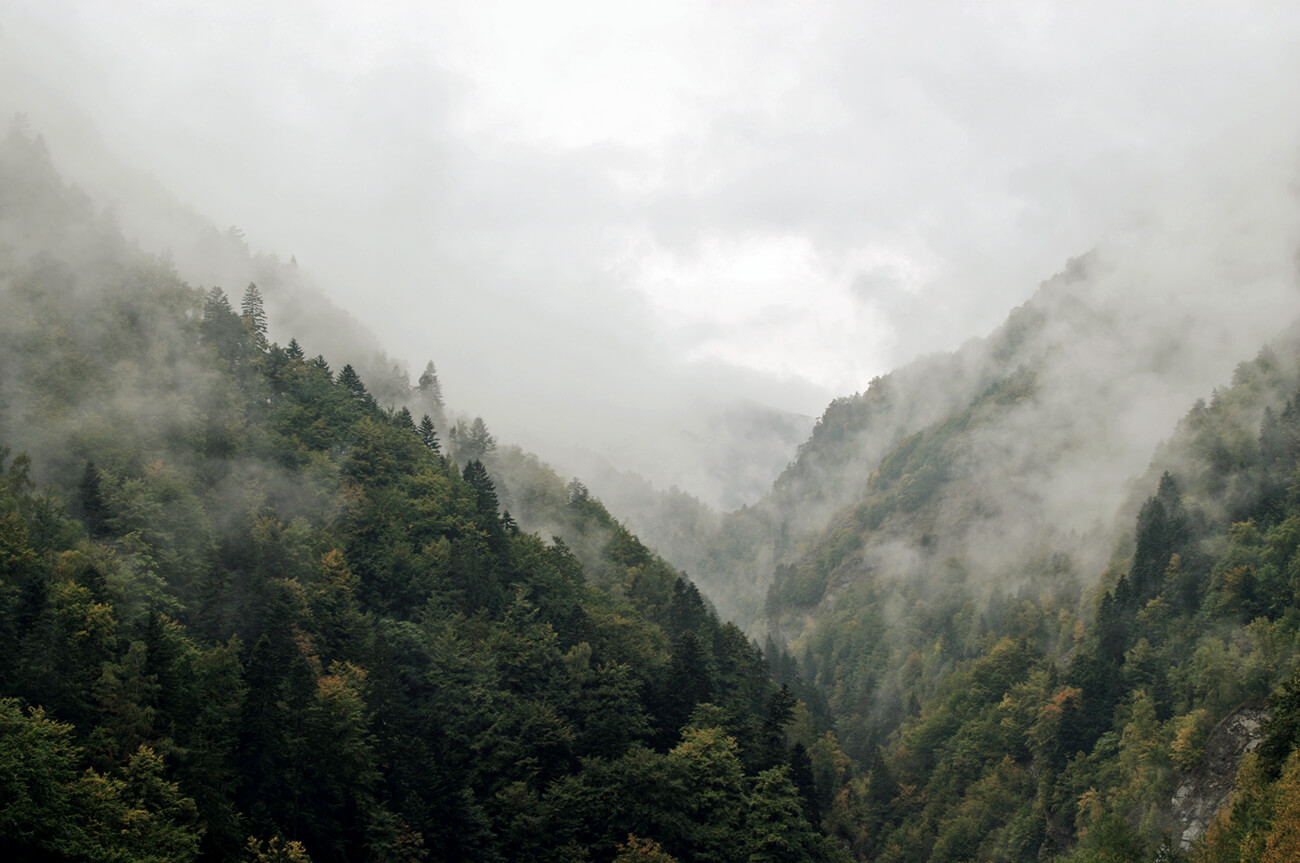Nebelverhangener Wald