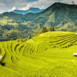 Reisfelder in Vietnam