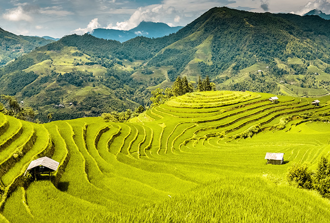 Reisfelder in Vietnam