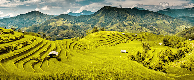 Reisfelder in Vietnam