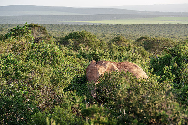 Grüne Vegetation im Addo Nationalpark