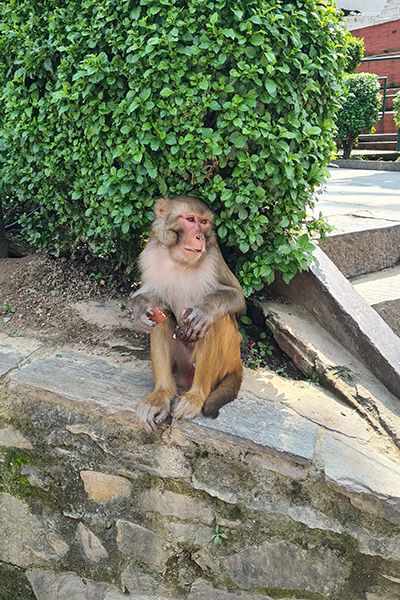 Affe im Namobuddha Kloster in Nepal