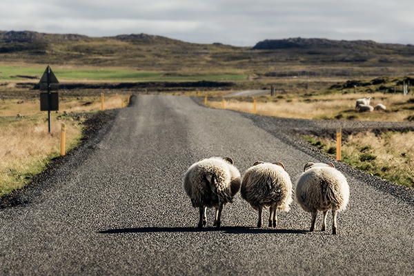 Schafe auf einer Straße bei Akureyri