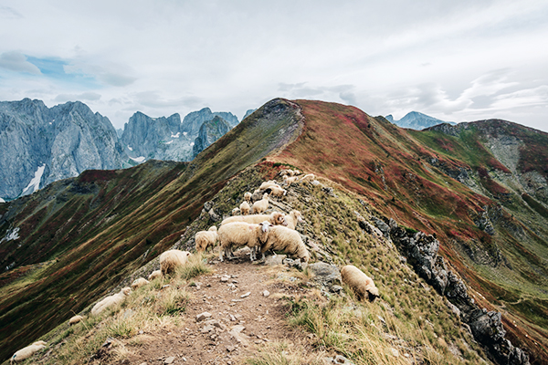 Schafe auf einem Bergrücken im Prokletije Gebirge zwischen Albanien und Montenegro
