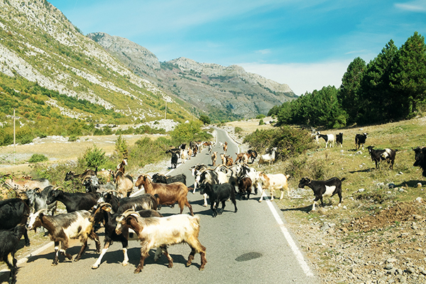 Ziegen auf einer Straße in Theth