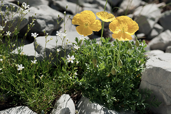 Gelber Alpenmohn im Schweizerischen Nationalpark