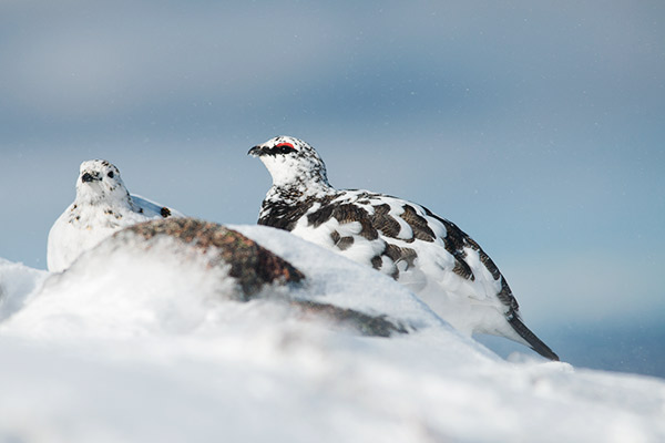 schneehuhn-nationalpark-schweiz