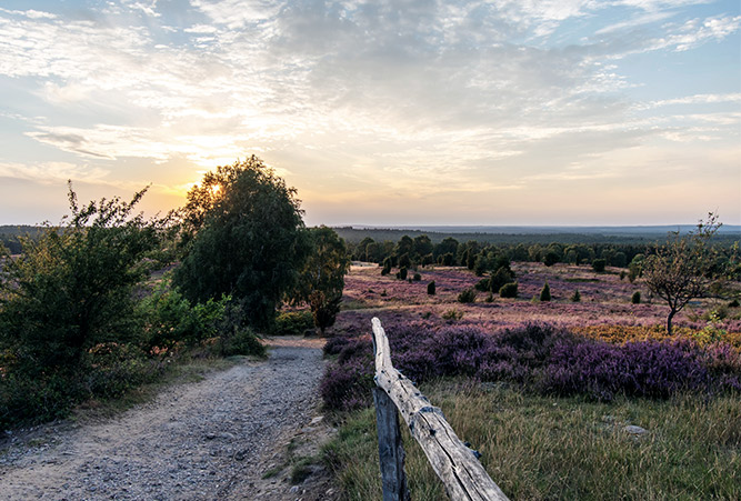 Wanderpfad, Holzzaun und pink blühende Blumen, Lüneburger Heide, Deutschland