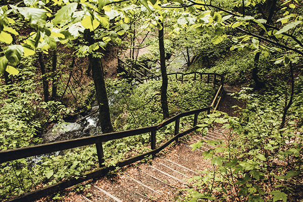 Mit Laub bedeckte Treppe im Laubwald, Rothaarsteig, Deutschland