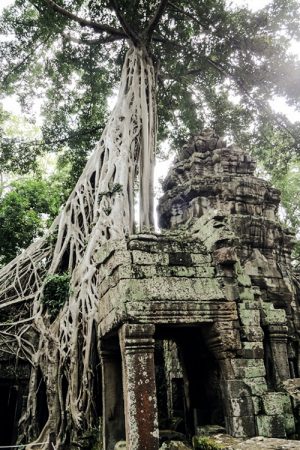 Angkor Wat Wurzeln, Kambodscha