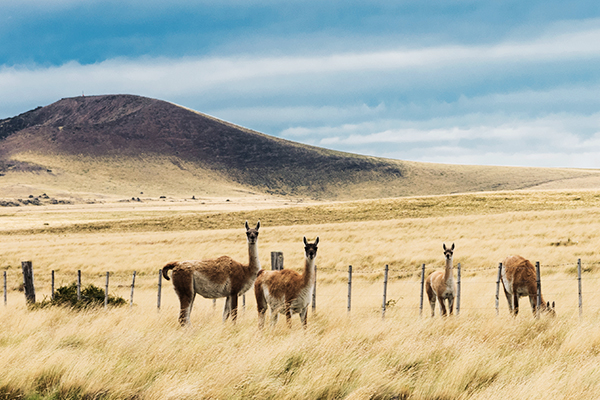 Alpakas in der Pampas von Argentinien