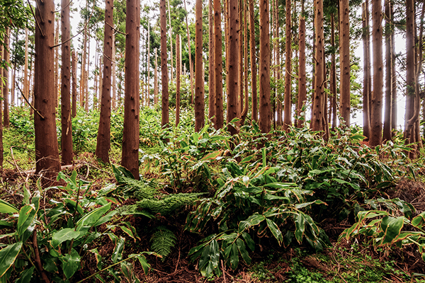 Dichter Wald auf Santa Maria