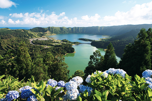 Hortensien auf der Insel São Miguel