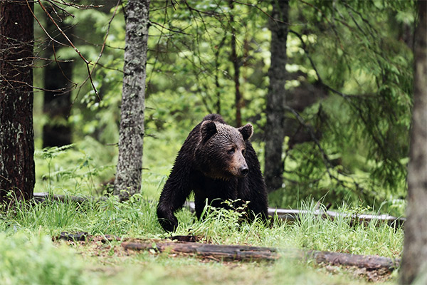 Braunbären in Alutaguse, Estland