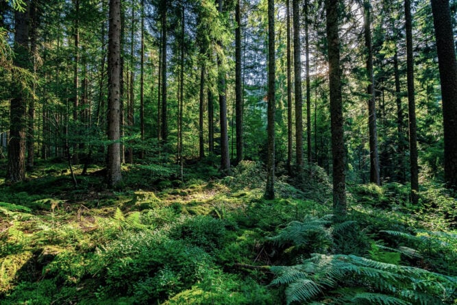 Die dichten Wälder de Schwarzwalds, Deutschland