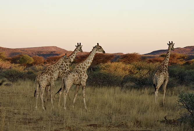 Beste Reisezeit für Namibia