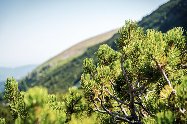 Bergföhrenwald, Schweiz