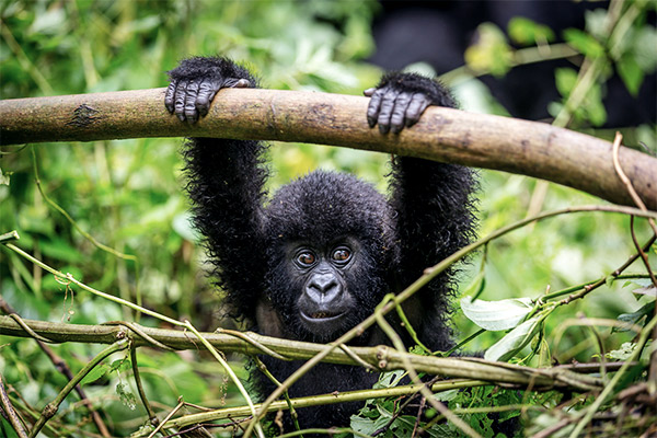 Berggorillas im Virunga Nationalpark, Ruanda