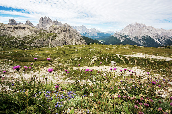 Bergspitzen hinter Blumen, Italien