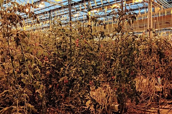 Tomatenplantage