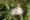 Blume GR221 Mallorca