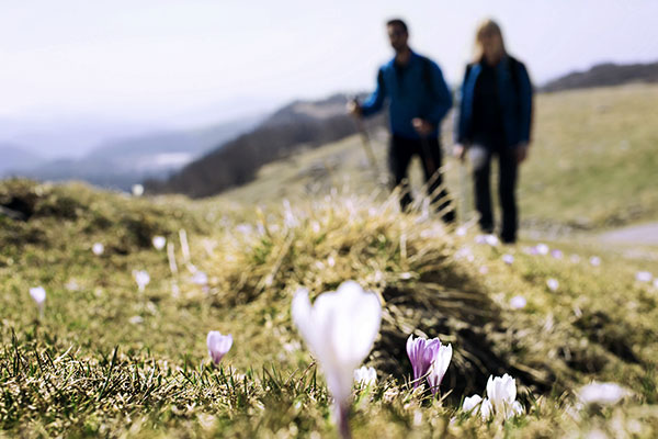 blumen-berglandschaft-wanderer