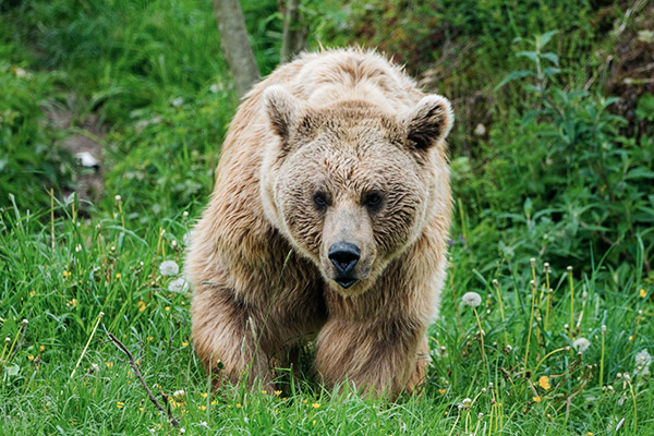 braunbaer-nationalpark-schweiz