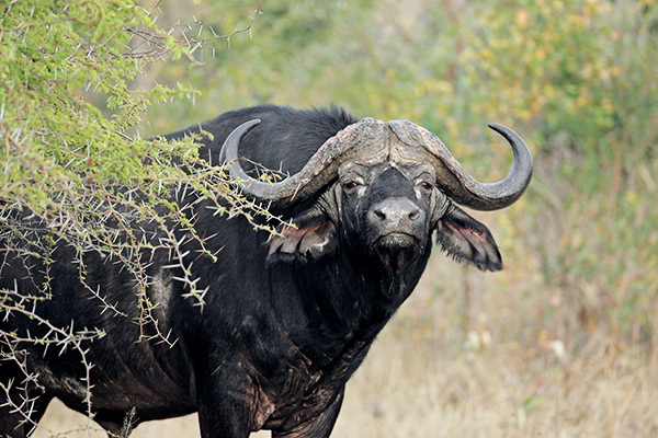 Büffel im Krüger Nationalpark, Südafrika
