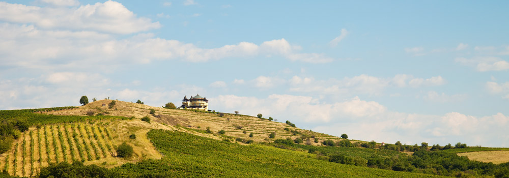 grünes feld mit reben und großem gebäude unter blauem himmel