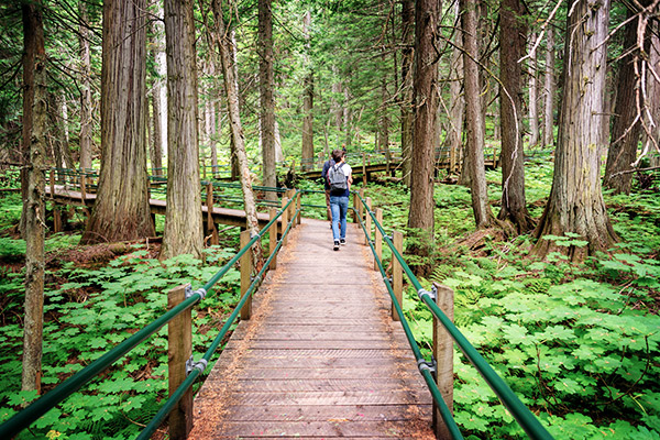 Cedar Trail im Glacier Nationalpark, Kanada