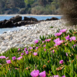 Mittagsblumen am weißen Sandstrand