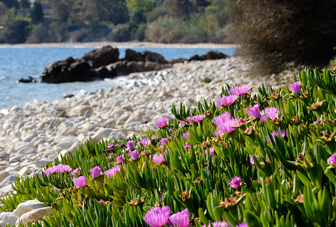 Mittagsblumen am weißen Sandstrand