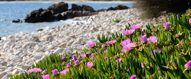 Mittagsblumen am weißen Strand