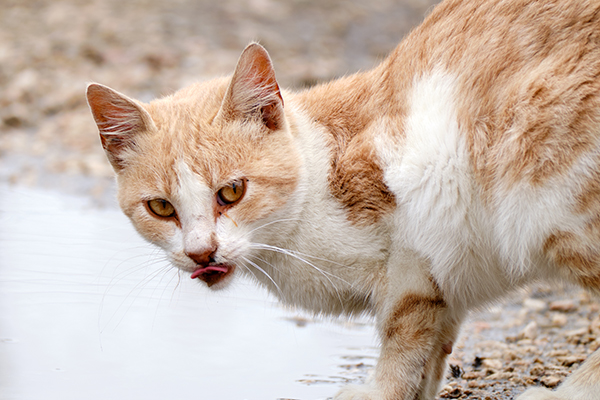 Streunende Katze trinkt aus einer Pfütze