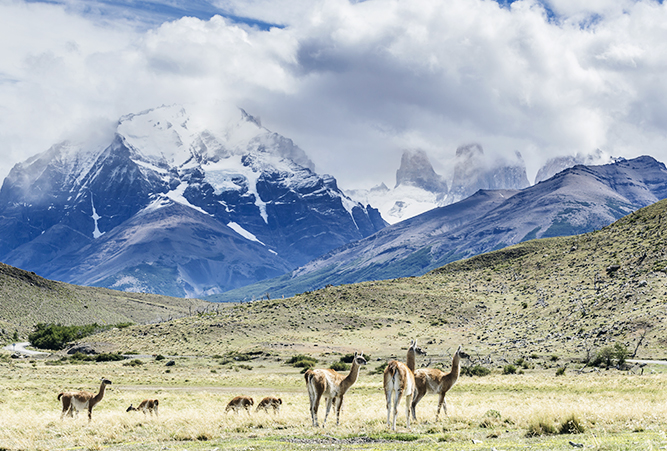 Guanako Herde im Nationalpark Torres del Paine