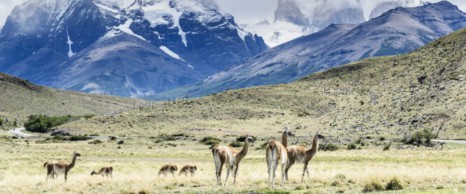 Guanako Herde im Nationalpark Torres del Paine