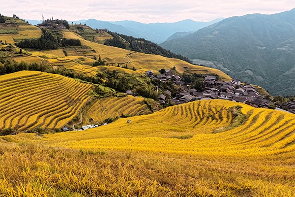 Reisterrassen in Longji in einem leuchtenden Gelbton