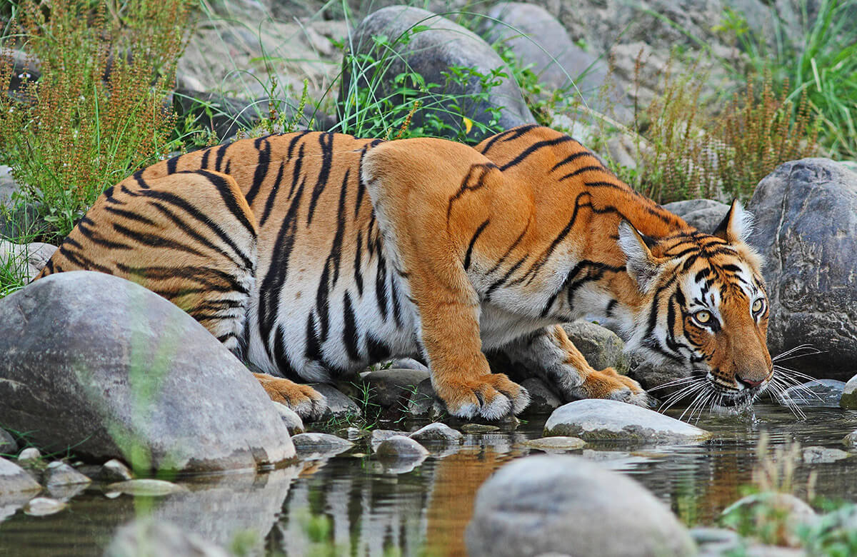 Tiger im Chitwan Nationalpark