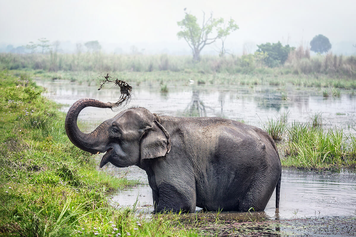 Elefant im Chitwan Nationalpark