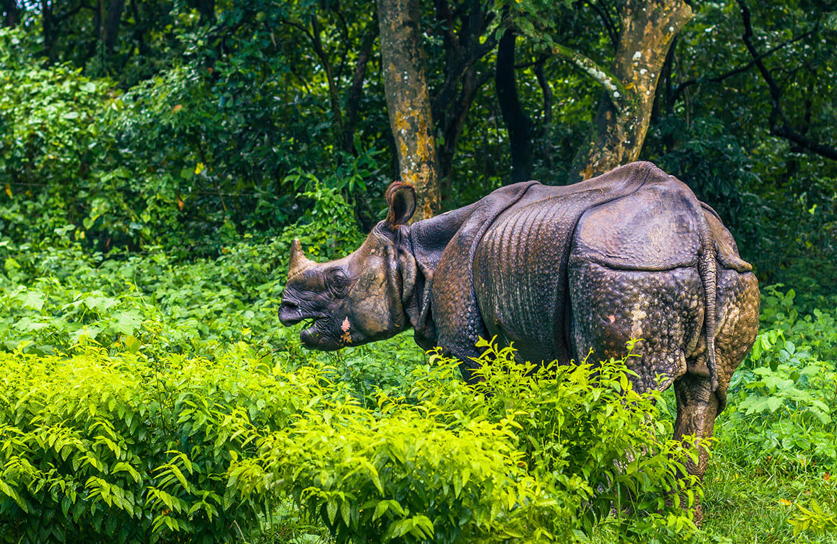 Nashorn im Chitwan Nationalpark