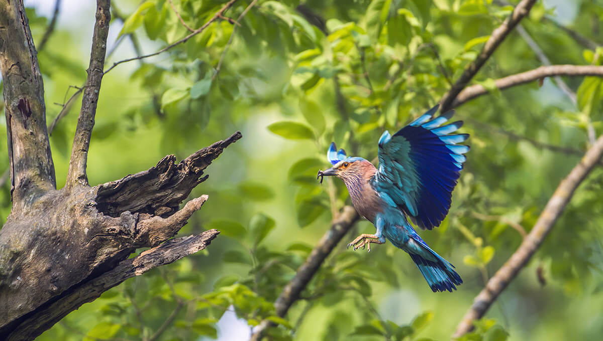 Vogel im Chitwan Nationalpark
