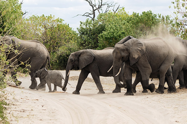 Elefanten im Chobe Nationalpark, Botswana