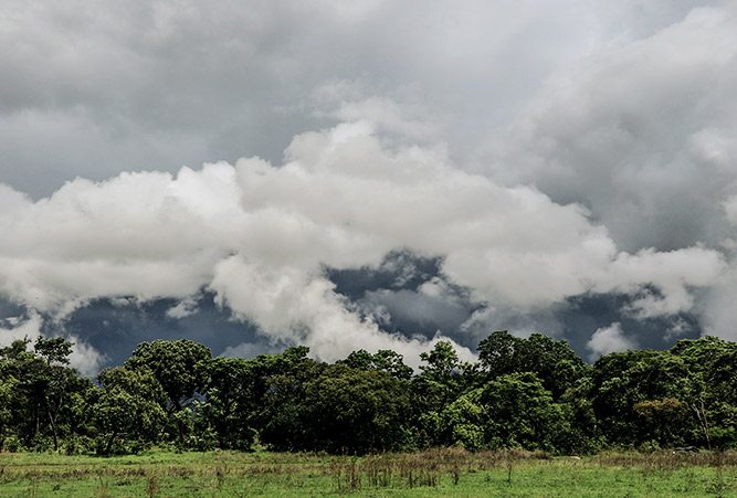 Nebelschwaden über afrikanischem Wald