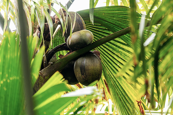 Coco de Mer, Seychellen