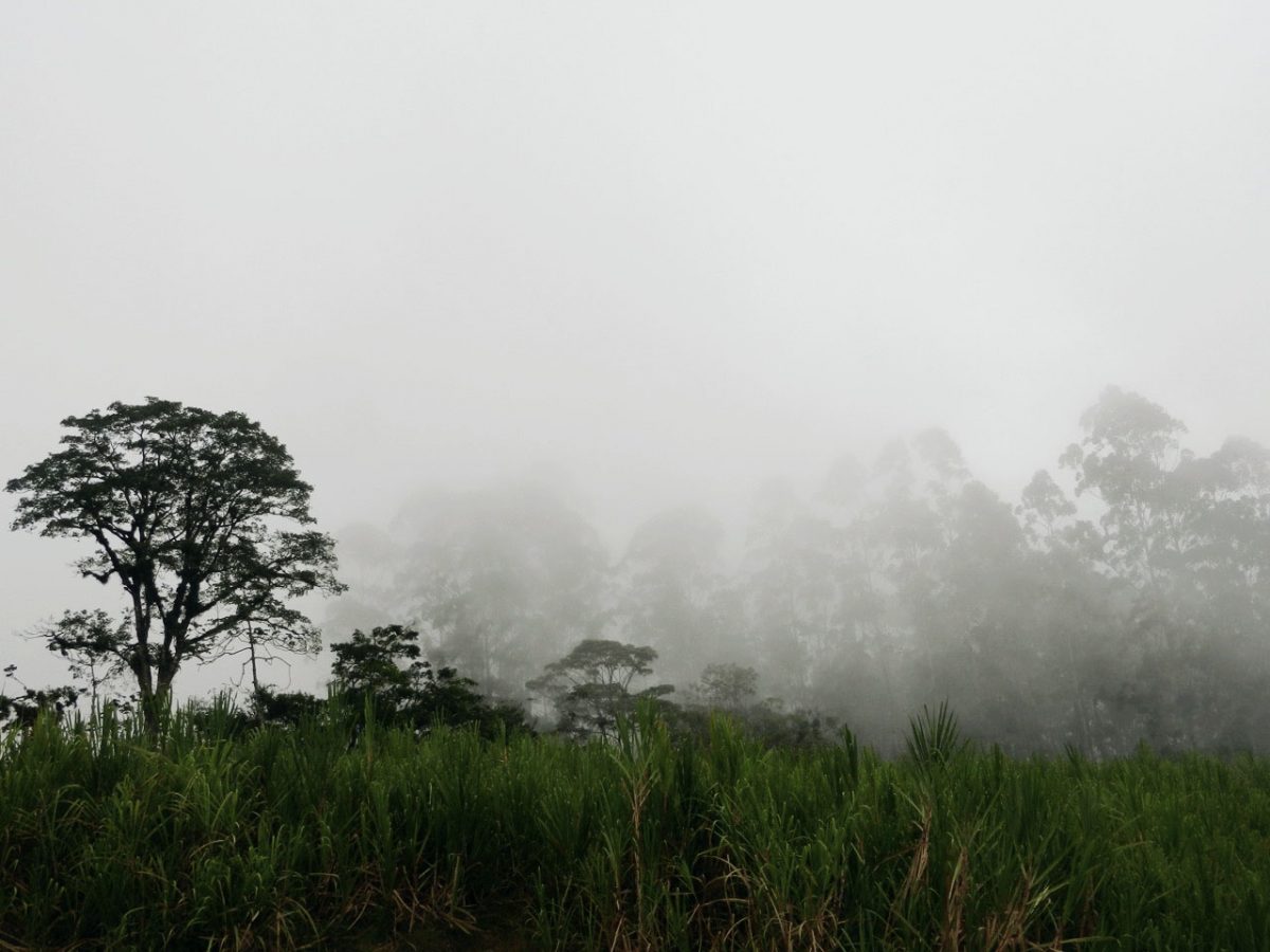 Costa Rica Dschungel mit Nebel