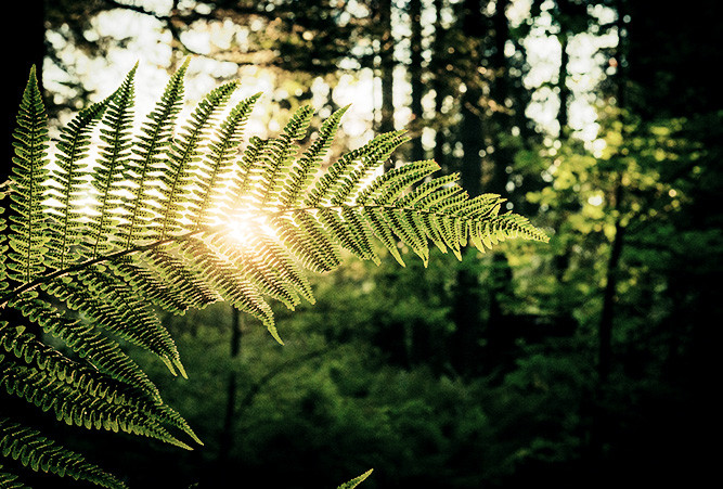 Farn im Sonnenlicht vor grünem Wald